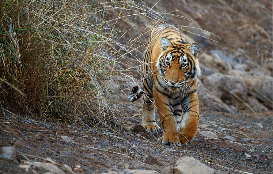 Ranthambore